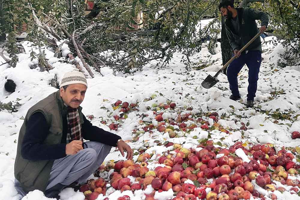 Apple Garden Kashmir Fasci Garden