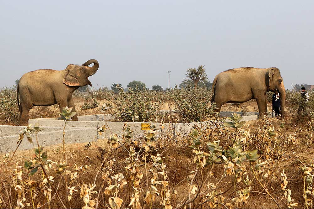 Wildlife Protection Amendment Bill May Spell Doom For India's Elephants ...