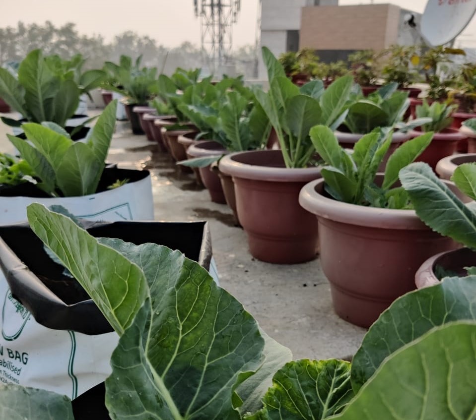 How Green Is My Roof: Terrace Farming Initiatives Gain Ground... Literally!