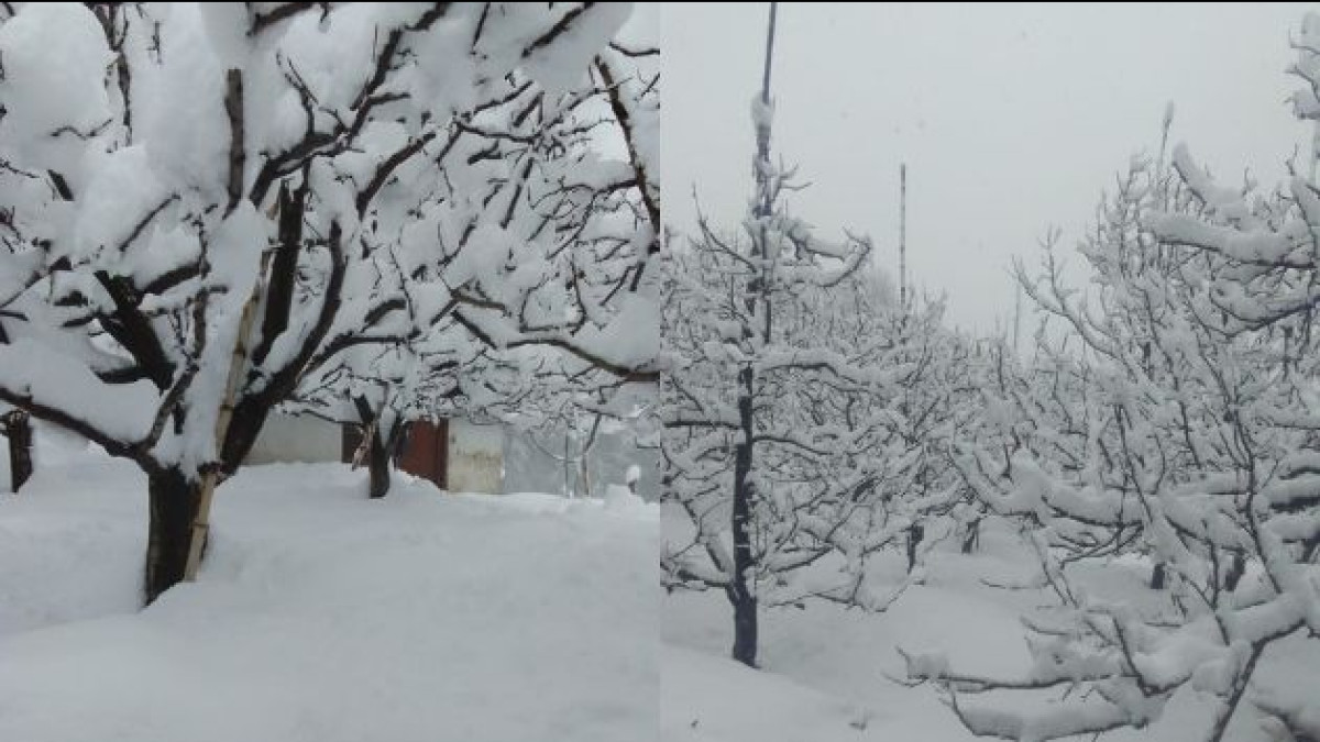 Apple orchard under the snow. Apple orchard under the snow.
