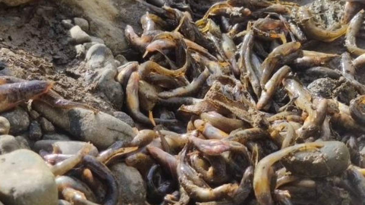 Dead trout in the river. Dead trout in the river.