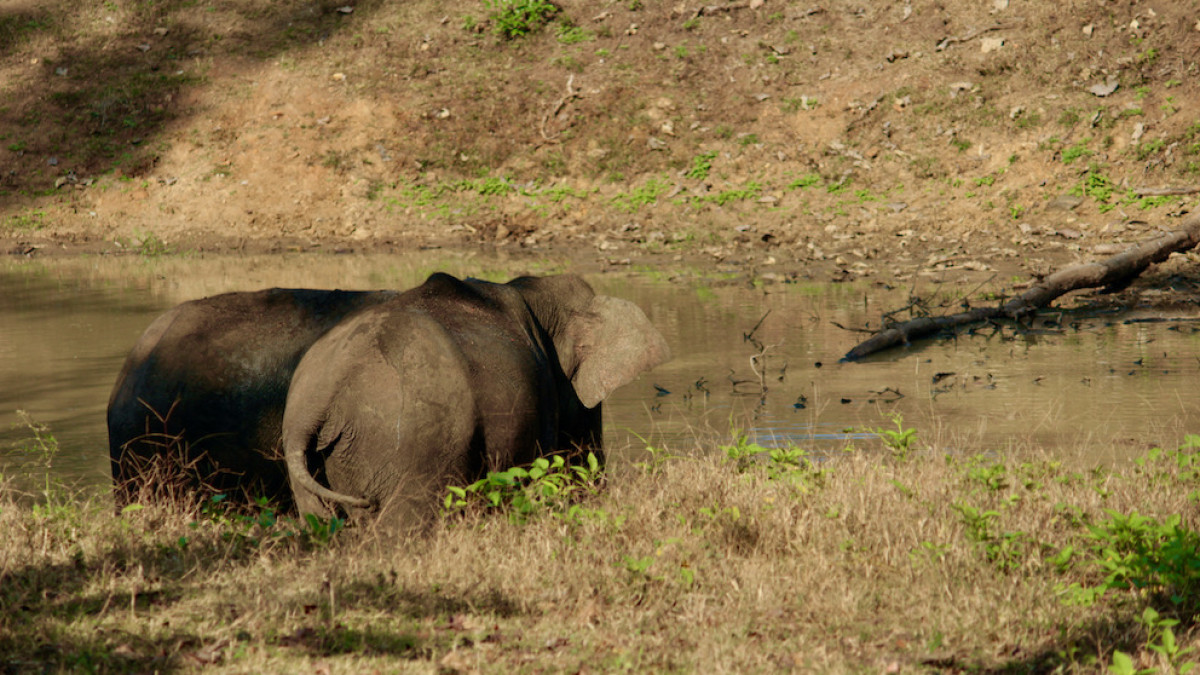 Afforestation For Elephants In Maharashtra Only Way To Beat Climate Change Effects - Vimarsana News