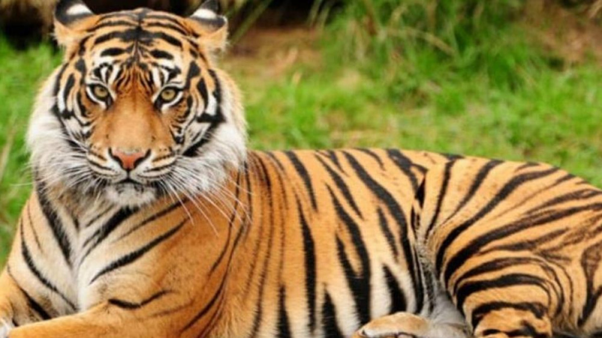 Endangered Species Day 2022: History, Significance And The Top 5