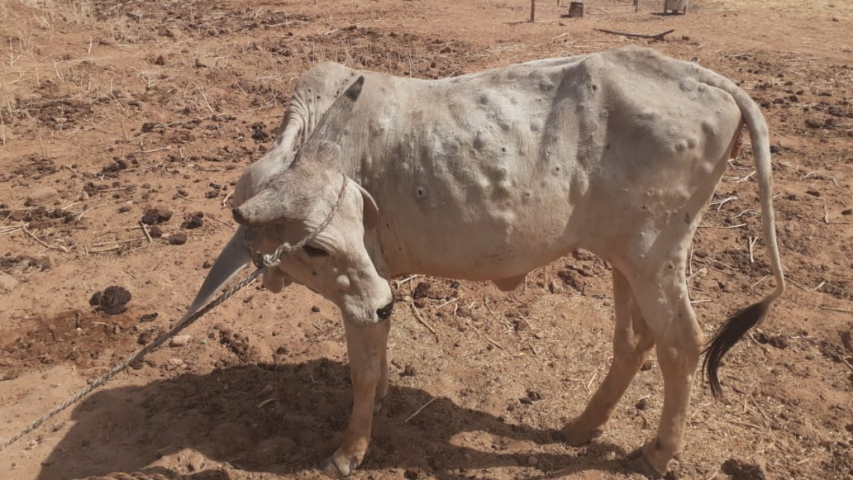 Cow With Rabis Cow Infected With Rabies Shot Dead In Kerala