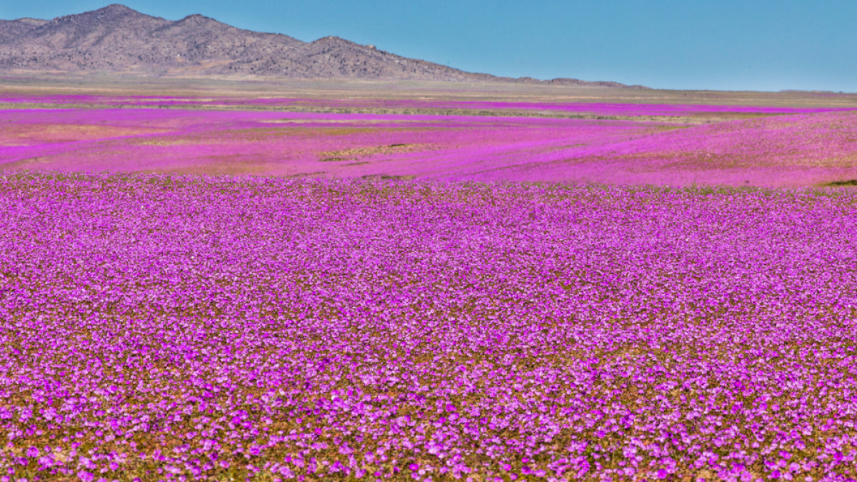 Chile s Atacama Desert To Witness Blooming Flowers Chile s Atacama Desert To Witness Blooming Flowers