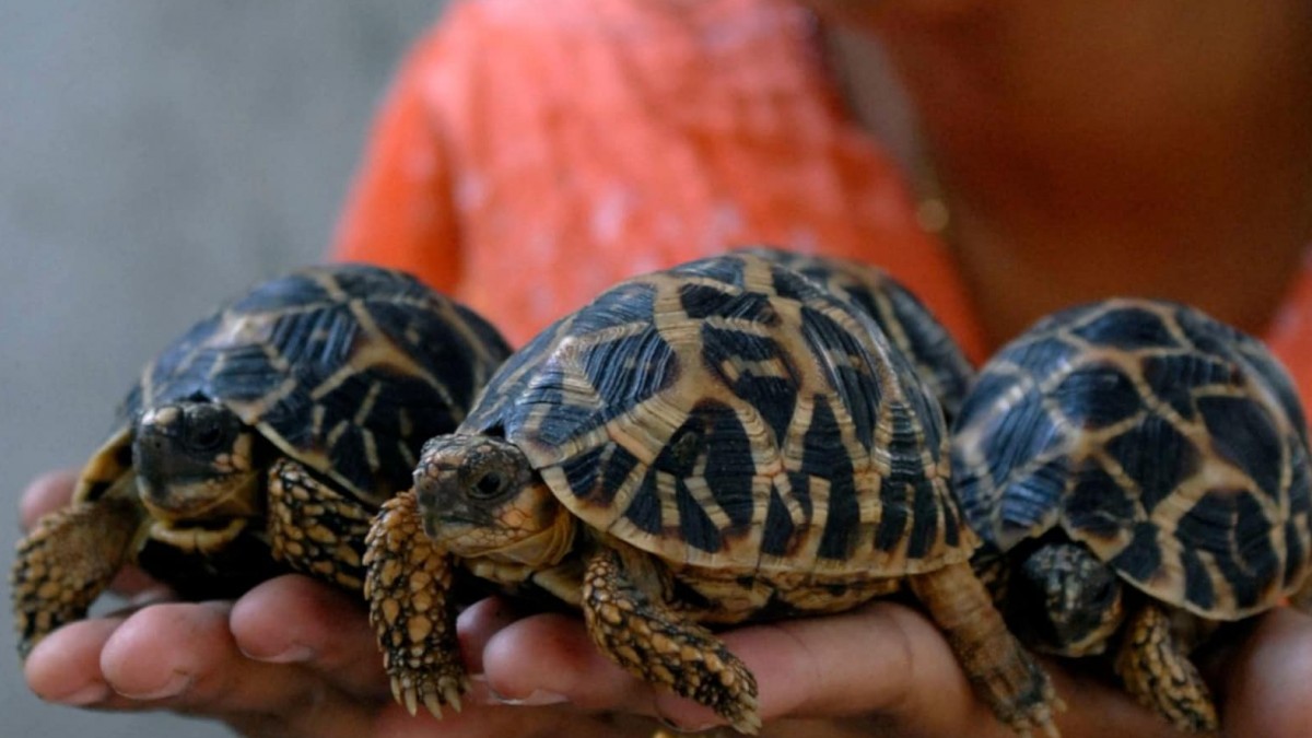 Man Held With Rare Indian Star Tortoises In Mumbai