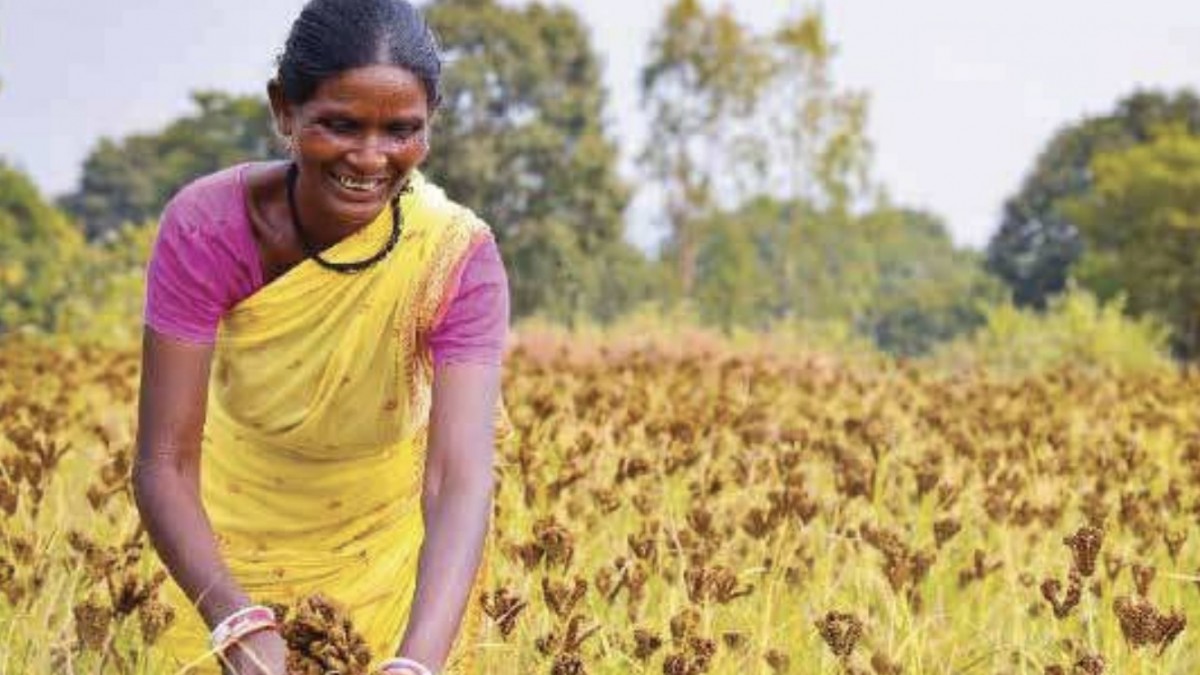 Odisha Millets Mission Reviving Millets In Farms And Plates