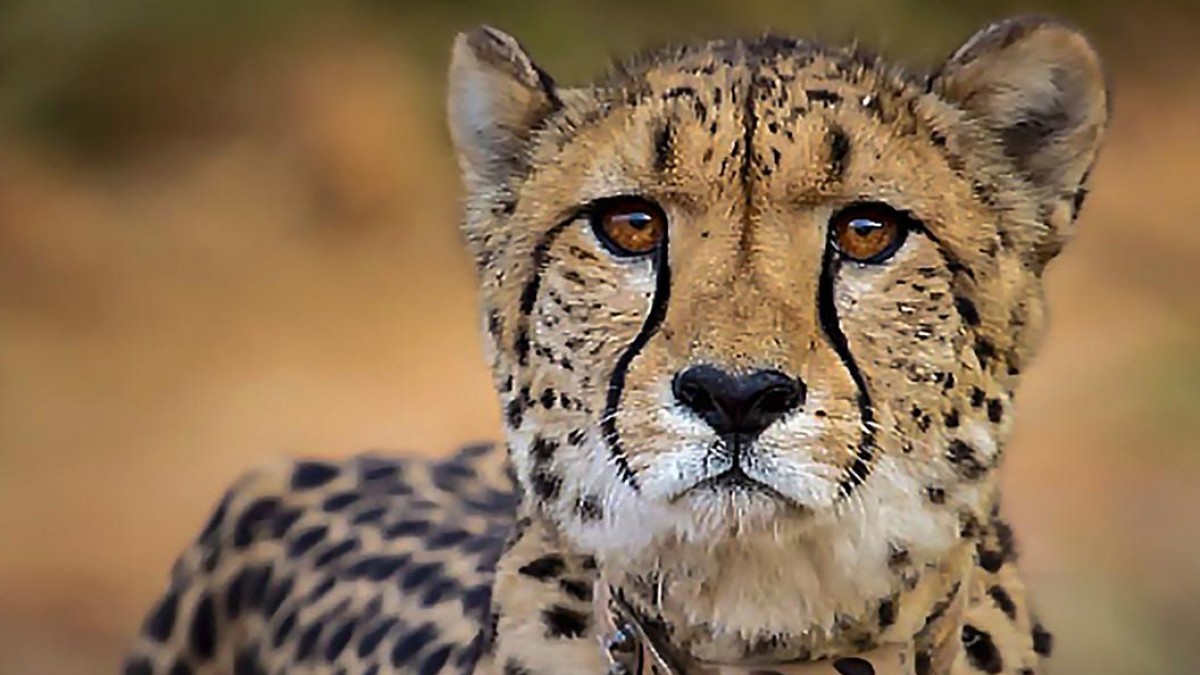 Madhya Pradesh: 5 More Cheetahs To Be Released Into Wild In Kuno National Park Before Monsoon - Vimarsana News