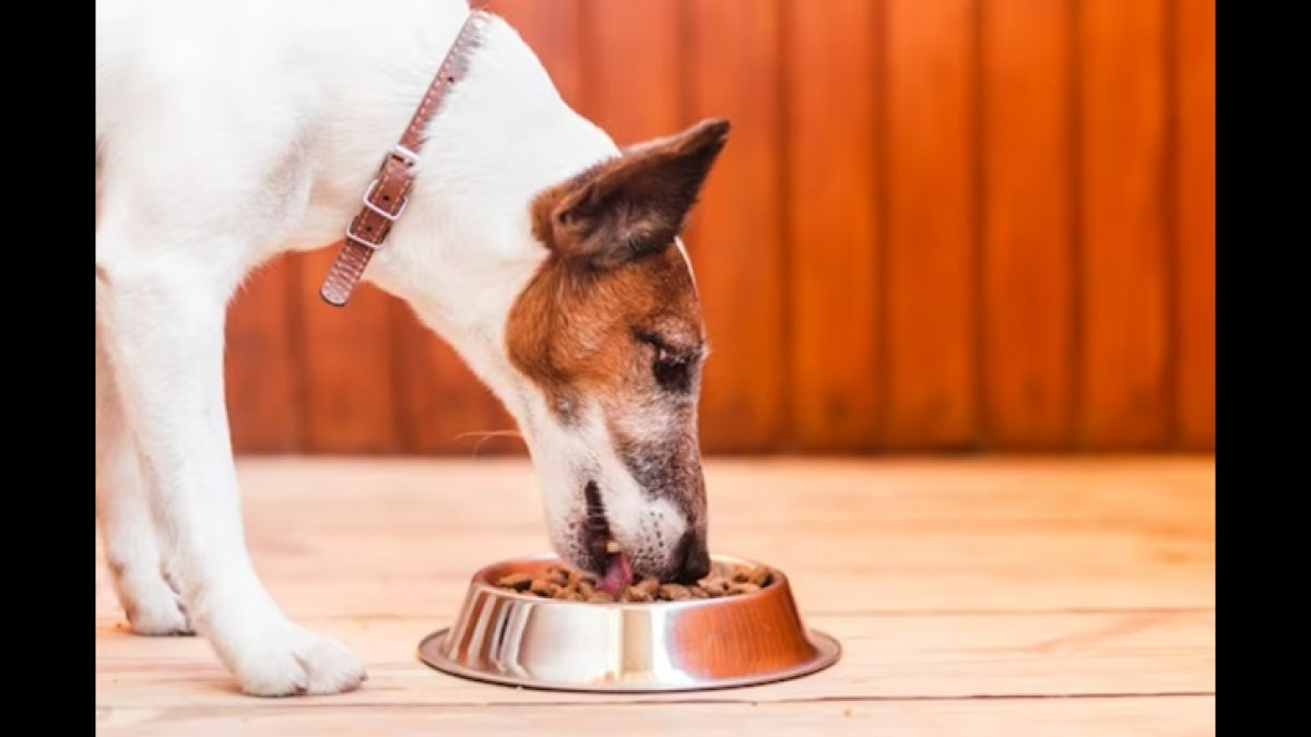 Best CBD Dog Treats For Optimal Wellness In 2023 - Vimarsana News