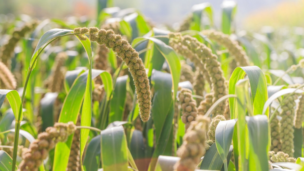 Budget 202324 Encourages Millets And Good Health